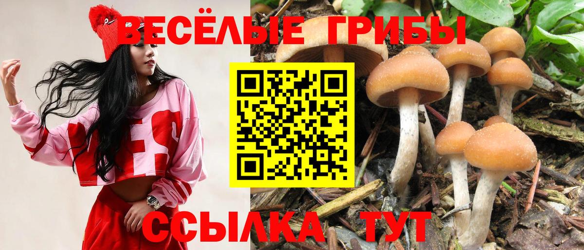 Галлюциногенные грибы Psilocybine cubensis Алушта